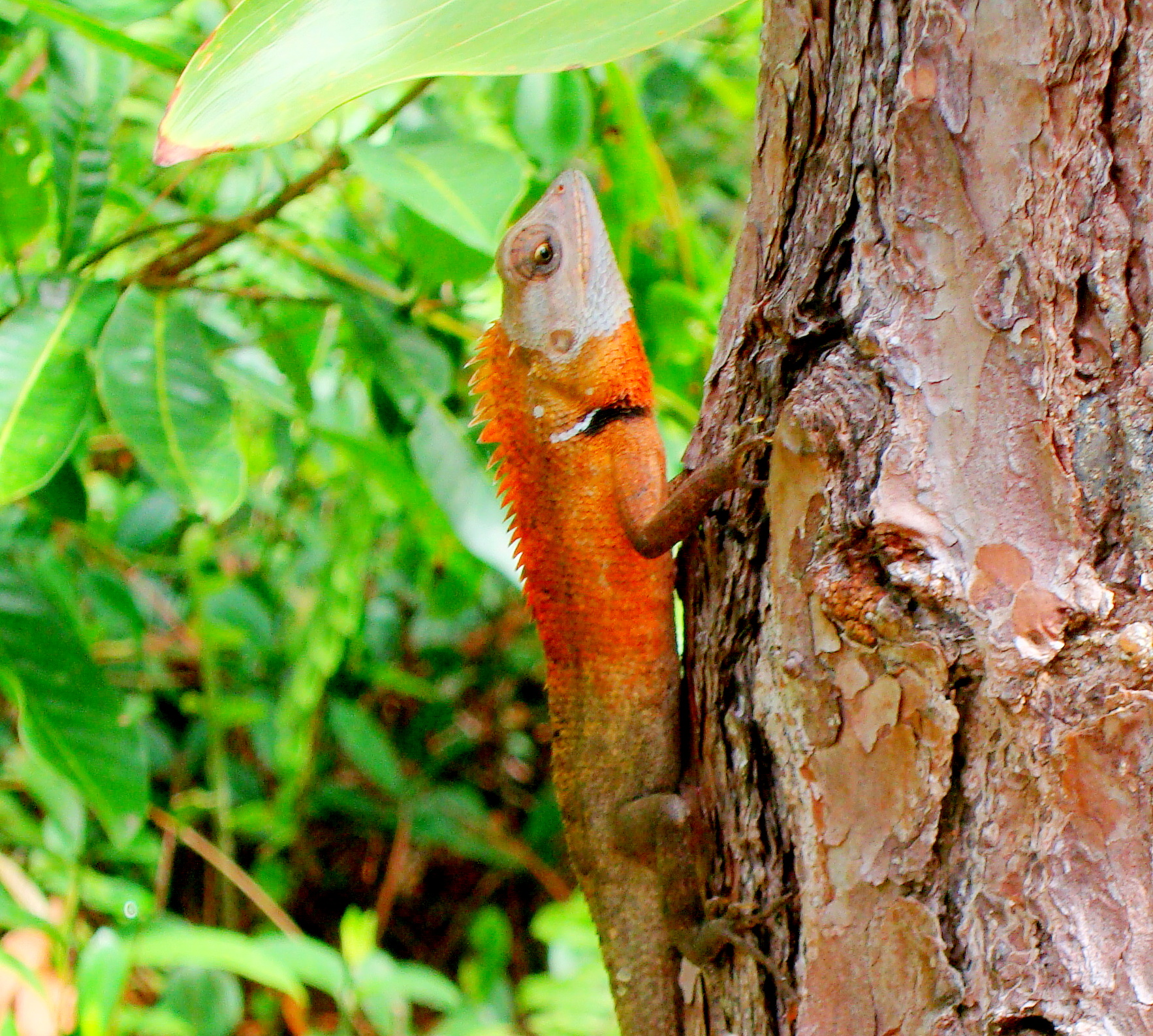 red-iguana-facts-facts-about-the-red-iguana