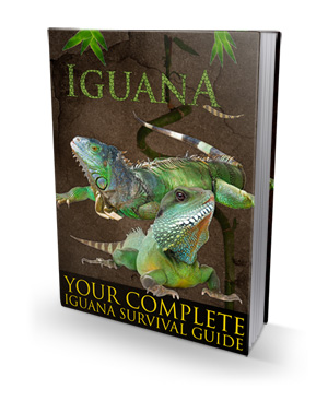 : Ultimate Guide To Iguana Care