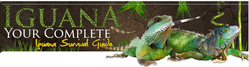 Iguana Pets